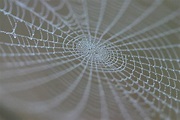 Where do cobwebs come from? | Savannah's Leading Pest and Termite ...