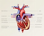 Das Herz: Aufbau und Funktion | Transplantation verstehen