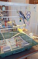 How to Set Up a Birdcage for a Parakeet or Cockatiel - PetHelpful