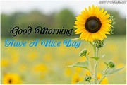 20 Good Morning Wishes With Sunflower