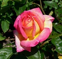 Tipologie di rose - Rose - Guida alle diverse varietà di rose