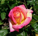 Tipologie di rose - Rose - Guida alle diverse varietà di rose