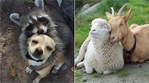 Beautiful Animal Friendship Pictures That Will Melt Your Heart ...