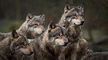 Wölfe und Menschen - soziale Strukturen | ZooRoyal Magazin