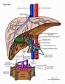 Liver Structures and Functions - A Closer Look (Advanced)