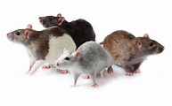 Pet Rat Colors, Coat Types & Markings: Different Varieties