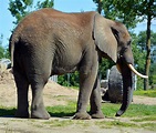 Elephants are Large Mammals of the Family Elephantidae Stock Photo ...