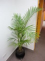 palmera hawaiana Chrysalidocarpus Lutescens | Plants, Indoor plants ...