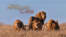 African Cats: Kingdom of Courage wallpapers #6 - 1920x1080 Wallpaper ...