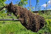 Bienenschwarm - Bienen-MichelBienen-Michel
