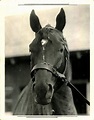 1937 Man o' War racehorse. 1 of the greatest Thoroughbred race horses ...