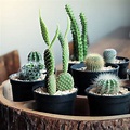 Lista 100+ Foto Tipos De Cactus Y Sus Nombres Con Fotos Cena Hermosa