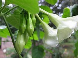 Loroco/Loro Bud/Fernaldia Pandurata | Edible flowers, Plants, Heirloom ...