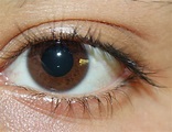 File:Picture of brown eyes.jpg - Wikipedia