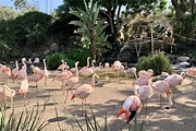 Santa Barbara Zoo is one of the very best things to do in Santa Barbara