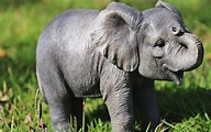 Cute Baby Elephants Wallpapers on WallpaperDog