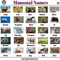 List of Mammals: 50+ Popular Mammal Names with Examples and ESL ...