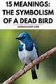 15 Meanings: The Symbolism of a Dead Bird | Sarah Scoop