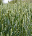 Wheat Crops Free Stock Photo - Public Domain Pictures