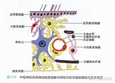 「星形胶质细胞」是如何在大脑中运转的？有哪些功能？ - 知乎