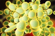 Identification and Control of Candida Auris Outbreak in a Hospital ICU ...