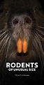 Rodents of Unusual Size (2017) - IMDb