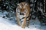 Tiger im Schnee Foto & Bild | tiere, zoo, wildpark & falknerei ...