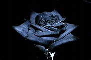 Download Spotlight On Black Rose Wallpaper | Wallpapers.com
