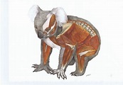 Anatomical Cut-Away Koala by Ari-Chand on deviantART