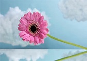 Flor de gerbera rosa con nubes | Foto Premium