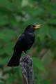 8 Black Birds with Yellow Beaks | [With Pictures]