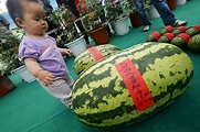 Beijing Watermelon Festival kicks off (1/5) - Headlines, features ...