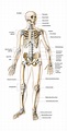 Medical anatomy, Human body anatomy, Anatomy