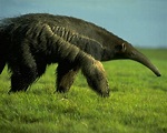 Giant Anteater | Giant Anteater looking for food | Giant anteater ...