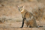 African Wildcat | Species Facts, Conservation - BigCatsWildCats