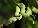 What Are Cold-Blooded Animals? - WorldAtlas.com
