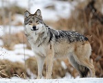 Lobo mexicano: características, reproducción, alimentación, hábitat