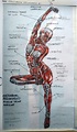 Новости | Anatomy drawing, Anatomy art, Human anatomy art
