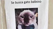 «Se busca gato baboso», el insólito cartel para localizar un minino perdido