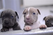 Pitbull Puppies Wallpapers - Top Free Pitbull Puppies Backgrounds ...