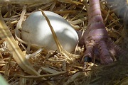 Secretary Bird Egg, August 2016 - ZooChat