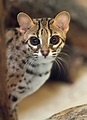 【石虎小學堂】石虎的 12 道亞種，蘇門答臘亞種那張照片太萌了 - 石虎抱抱 Hug Taiwan Leopard Cat