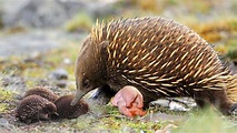 Echidna The Mammal Giving Birth To Cute Baby | Echidna, Spiny anteater ...
