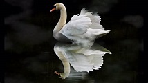 The Swan/Le Cygne Camille Saint-Saens - YouTube