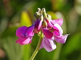 File:Fabaceae flower.jpg - Wikipedia