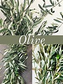 Floral Friday ~ Olive | Dreisbach Wholesale Florists