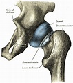 Capsule of hip joint - Wikipedia