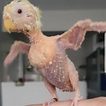 Featherless Budgie That Went Bald Due to Stress Thrives At Life Despite ...