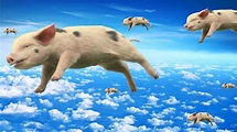 When Pigs Fly Memes - Imgflip