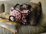 (OC) Doyle and his favorite piggy. : r/aww